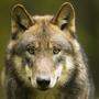 Ein DNA-Abstrich soll aufklären, ob ein Wolf die Kälber getötet hat