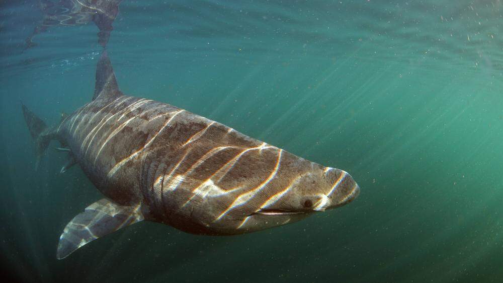 Riesenhaie sind nicht aggressiv und in der Regel für Menschen ungefährlich