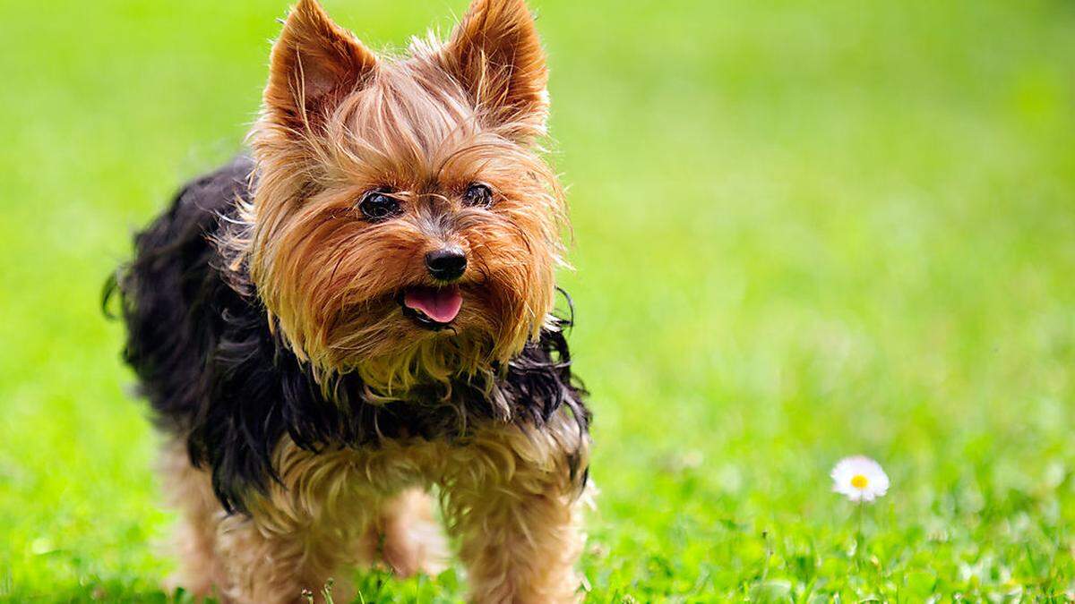 Ein Yorkshire-Terrier wie dieser kam ums Leben (Symbolbild)