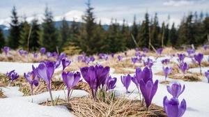 Zwar wird es wärmer, aber zu kurzfristigen Kältephasen kann es auch weiterhin kommen