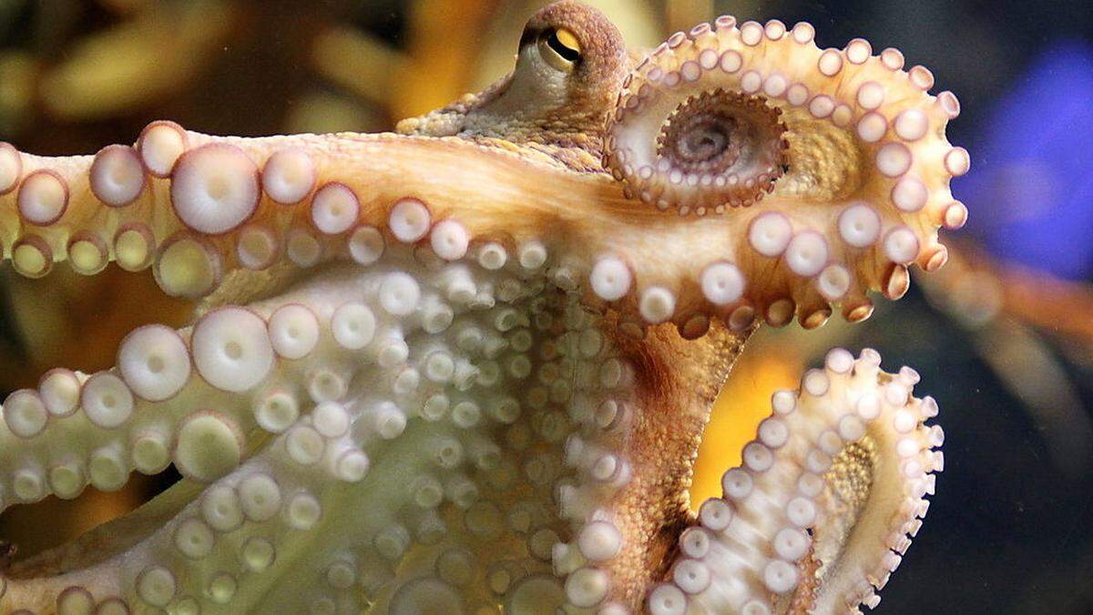 Weibliche Oktopusse werfen Muscheln und Schlamm auf Männchen, die sie belästigen