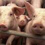Ein Kurzschluss dürfte den Ausfall der Lüftung im Schweinestall verursacht haben