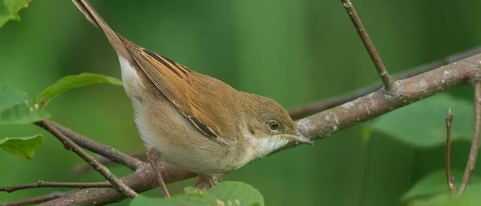 Die Dorngrasmücke ist ein Singvogel, der Hecken und Feldgehölze zur Fortpflanzung benötigt. Sie ist wie überall in Österreich auch in Kärnten im Bestand zurückgegangen