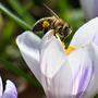 Wie kann man Bienen im eigenen Garten und in der Landwirtschaft unterstützen?