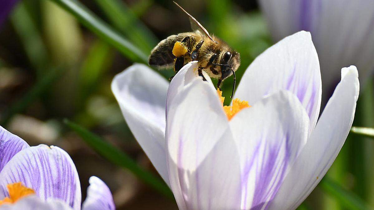 Wie kann man Bienen im eigenen Garten und in der Landwirtschaft unterstützen?