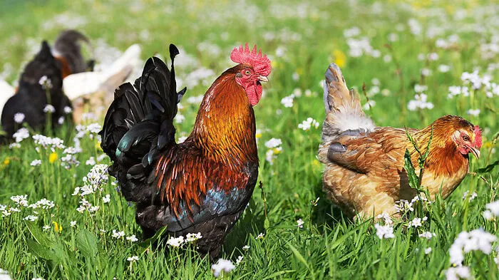 Tierfreundliche Haltung in Hühnerstallungen wird finanziell gefördert