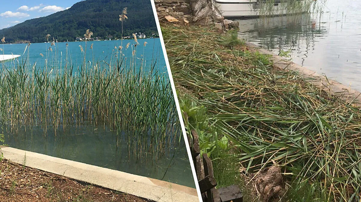 Vorher und nachher: Das Schilf am Ufer des Wörthersees wurde vor rund zwei Wochen gerodet