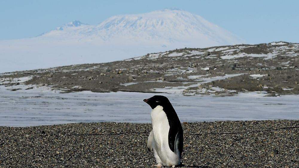 Adelie-Pinguin in der Antarktis im Jahr 2016