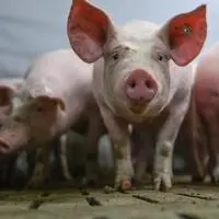 Die Tiere verendeten laut Polizei durch Überhitzung und Sauerstoffmangel (Sujetbild)