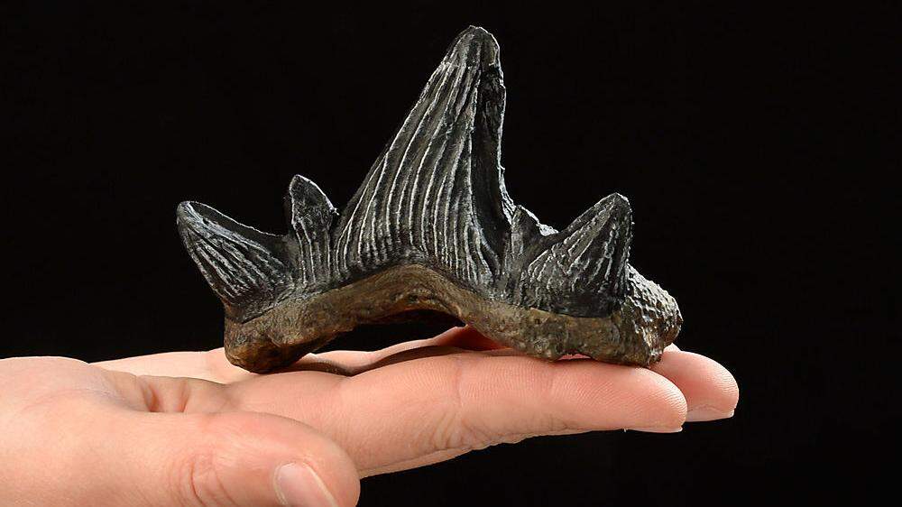 Die gefundenen Zähne gehören zu einer noch unbekannten Hai-Art, die Forscher auf den Namen Cladodus gailensis tauften