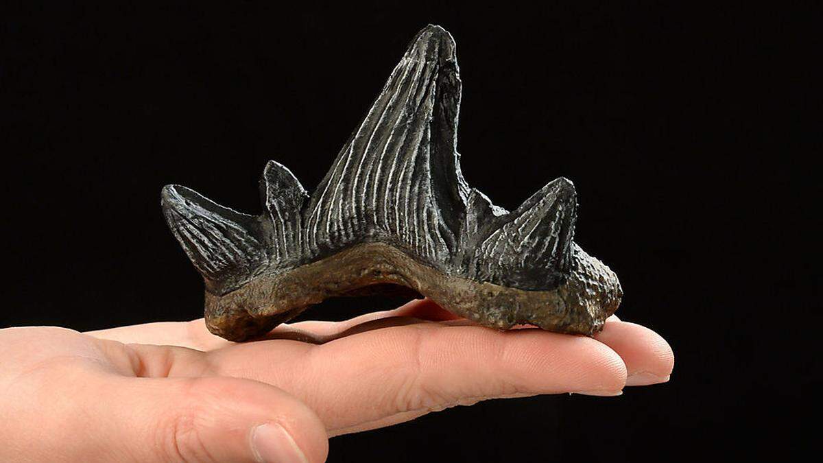 Die gefundenen Zähne gehören zu einer noch unbekannten Hai-Art, die Forscher auf den Namen Cladodus gailensis tauften