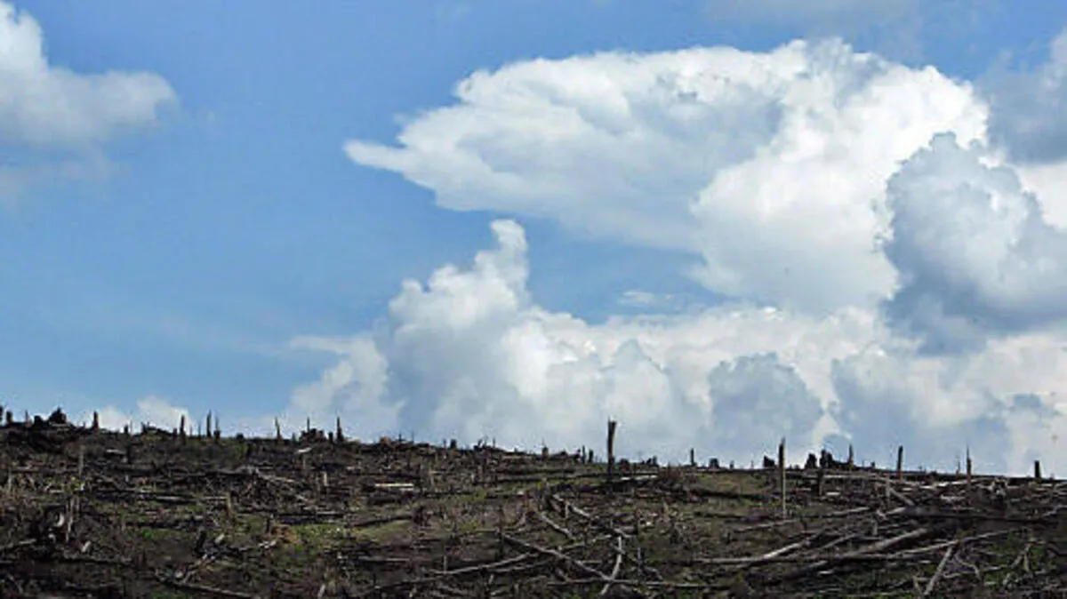 Abholzung in Indonesien