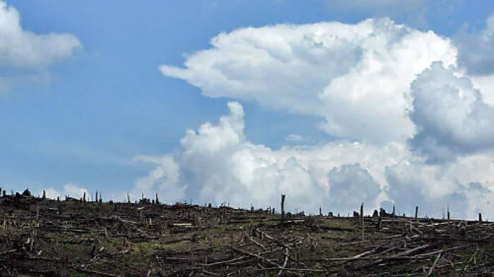 Abholzung in Indonesien