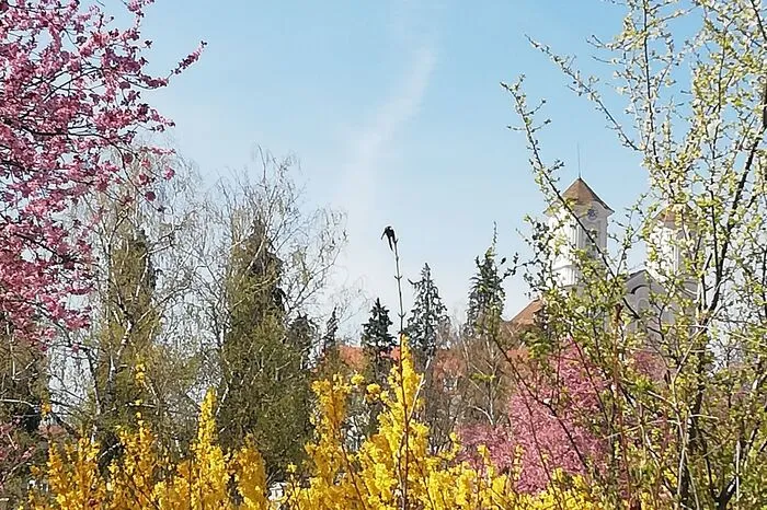 Auch am Weizberg ist der Frühling eingekehrt.