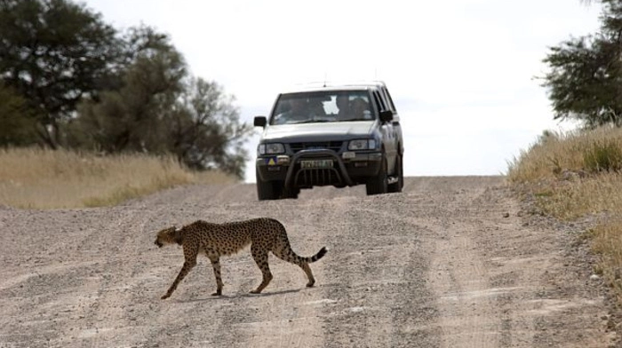 Grenzenlose Safari im Kgalagadi-Park. Das Northern Cape ist touristisch wenig erschlossen, obwohl man mit dem Kgalagadi Transfrontier National Park eine der größten Attraktionen Südafrikas besitzt. Das riesige Wildreservat in der Kalahari, dessen größter Teil in Botswana liegt, ist bekannt für seine Löwen, aber auch Geparden.