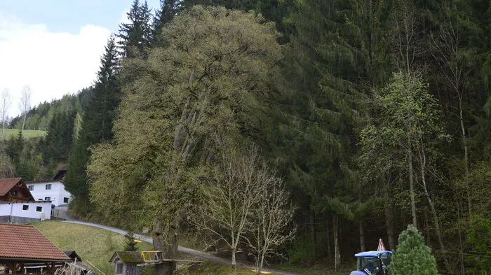 Lange Zeit stand die Linde in Laßnitzbach, Murau, unter Naturschutz, aus Sicherheitsgründen wurde dieser jetzt aufgehoben und der Baum zur Schlägerung freigegeben.