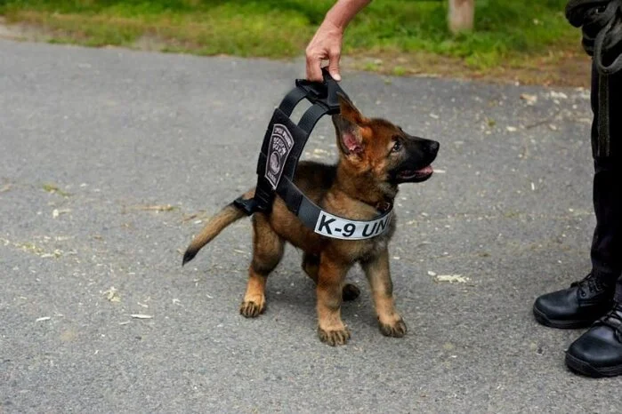 Da wundert es nicht, dass schon die kleinsten Hündchen für die künftige Berufslaufbahn trainieren. Hier im Bild: das jüngste Mitglied der Polizei in Boston.
