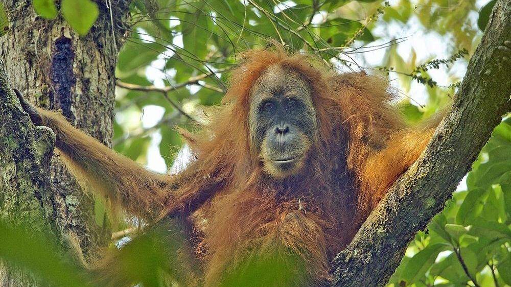Tapanuli-Orang-Utan: die seltenste Menschenaffen-Art weltweit
