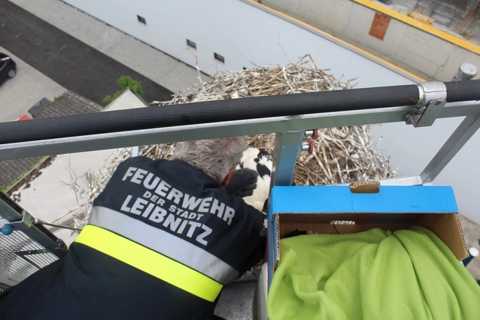 Die Feuerwehr Leibnitz konnte alle drei Vögel aus dem Nest retten.