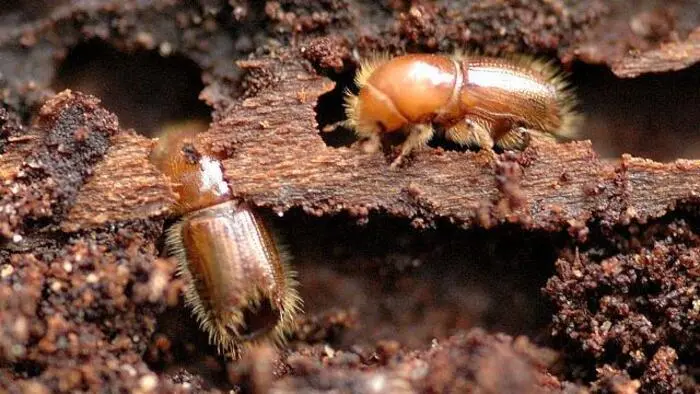 Die Borkenkäfer hat die Hitze gefreut