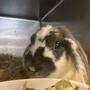 Das auf der Autobahnstation gerettete Kaninchen nach Ankunft am Tierschutzhof Pfotenhilfe