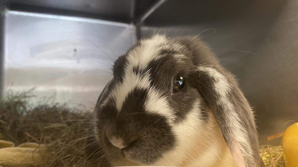 Das auf der Autobahnstation gerettete Kaninchen nach Ankunft am Tierschutzhof Pfotenhilfe