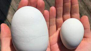 Links: Das 160 Gramm schwere Riesen-Ei. Rechts: So groß sind die Eier normalerweise