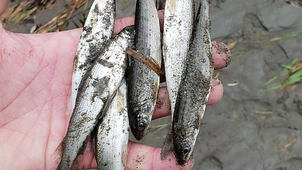 Bezirk Murtal: Zahlreiche Fische verendeten an der Mur