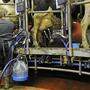 Die Maßnahme der EU soll helfen, die Milchpreise wieder anzukurbeln