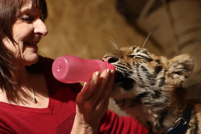 Seit Ende November zieht sie das verlassene Tigerbaby auf. Für "Elsa" räumte Sohn Dwayne (22) sein Zimmer.