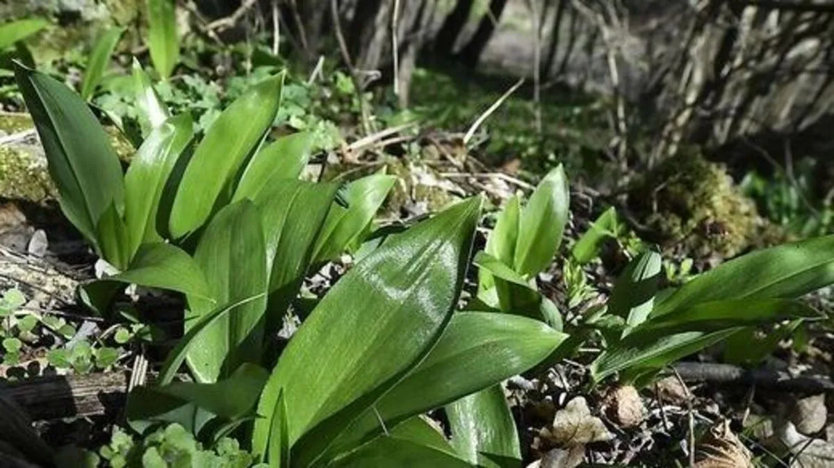 Vorsicht beim Bärlauch-Sammeln!
