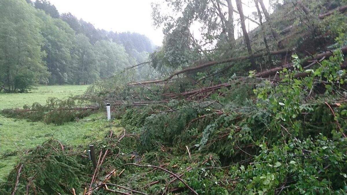 Unter diesen Bäumen ist die L 423 begraben