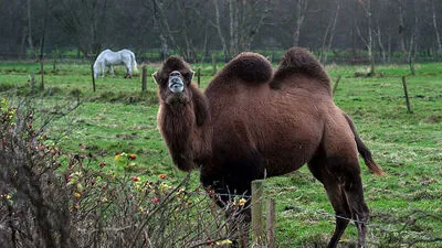 Das Kamel musste draussen bleiben