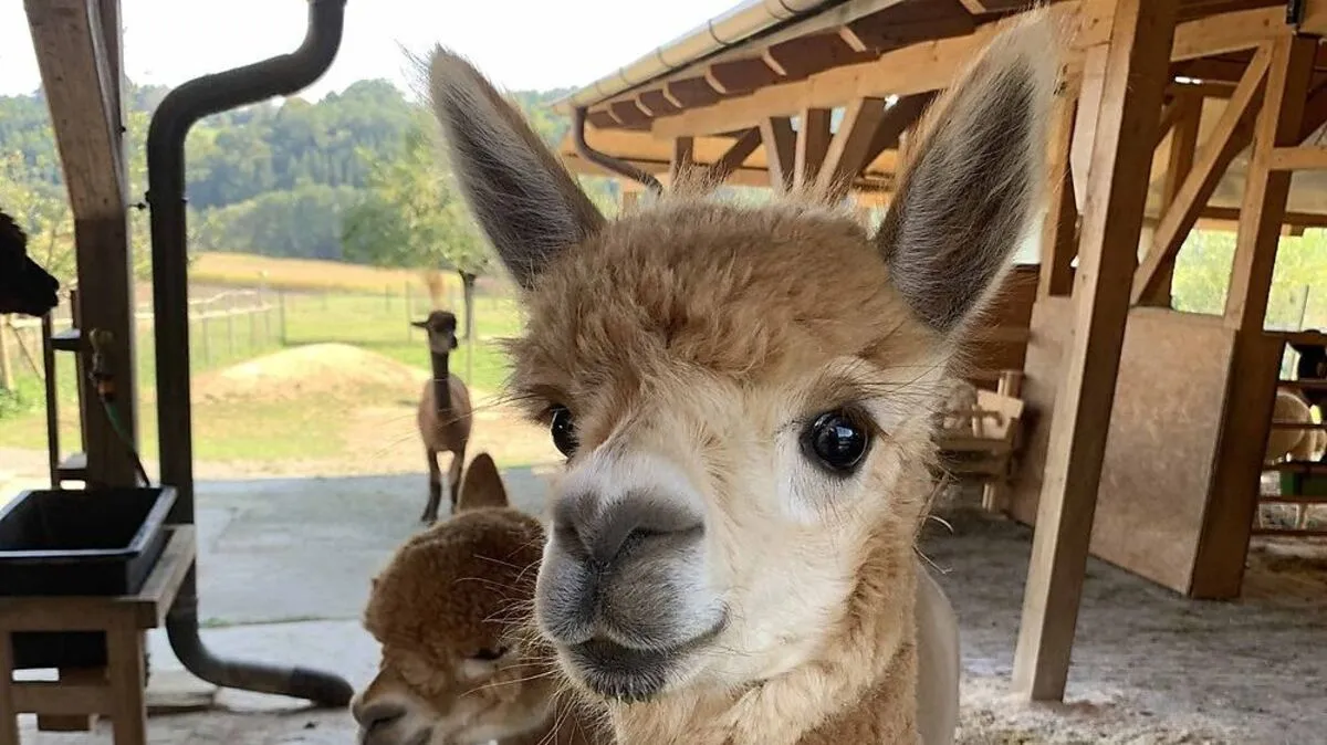 Die spitzen Ohren und der schlanke Hals zeichnen Alpakas aus