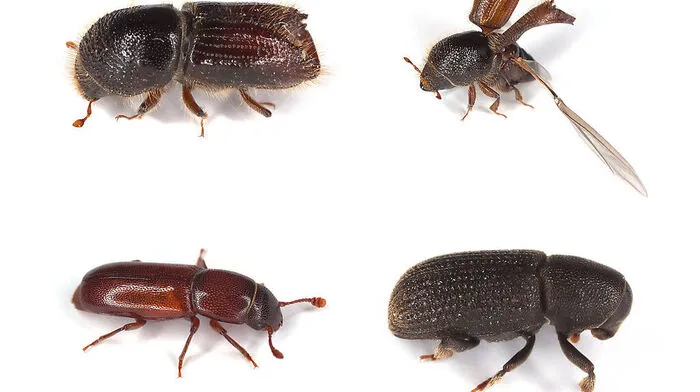 Borkenkäfer sind nur wenige Millimeter groß, können aber große Schäden am Baumbestand anrichten