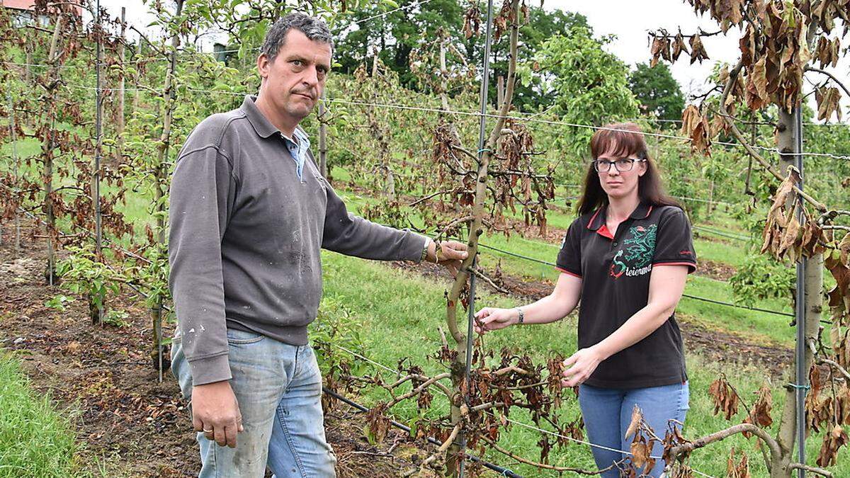 Rudolf und Silvia Ketschler auf ihrer Obstanlage in Gamlitz. Die Folgen des späten Frostes sind noch deutlich zu sehen