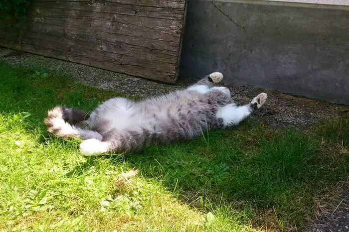 Perfekte Rückenlage: Finn aus Aflenz.