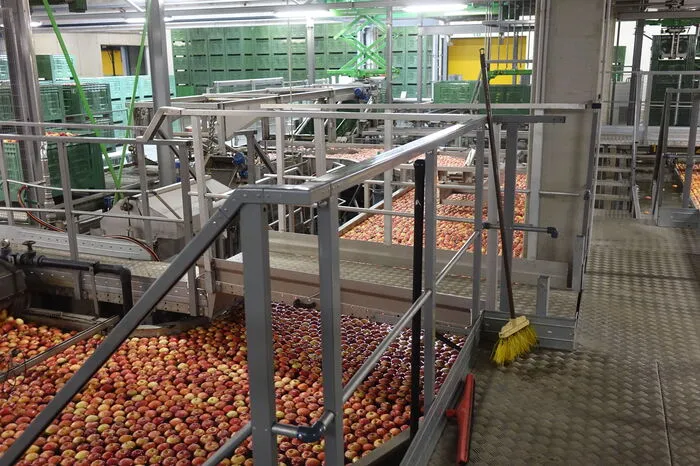Bis ein Apfel fertig für die Verpackung ist, wird er nicht nur auf Unregelmäßigkeiten und Beschädigungen kontrolliert, sondern werden auch die Fruchtfleischfestigkeit sowie der Zuckergehalt gemessen.