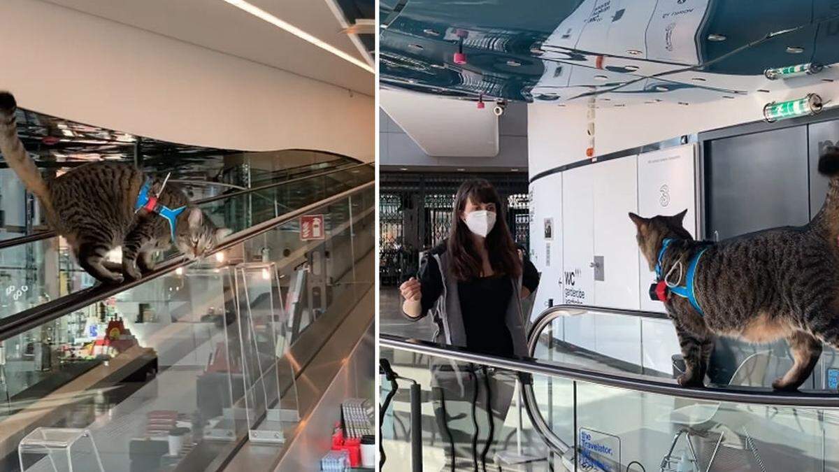 Die Katzen erkundeten das Kunsthaus Graz aus ihrer Perspektive
