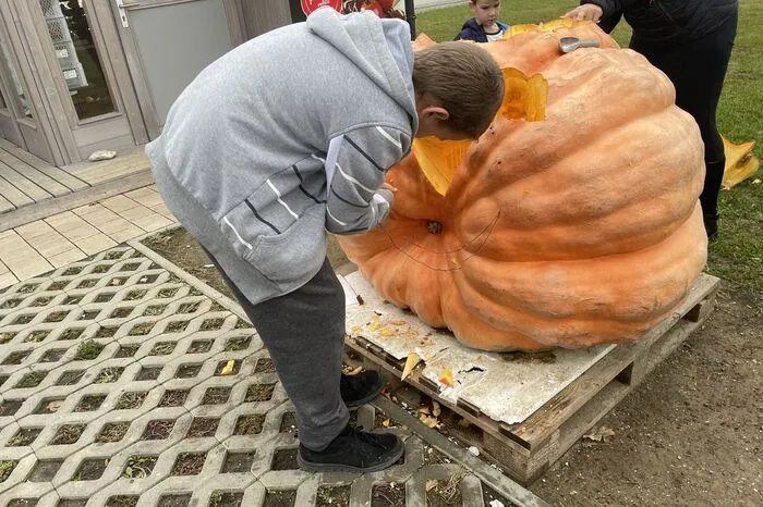 Das 500-Kilogramm-Ungetüm soll ein Halloween-Gesicht bekommen