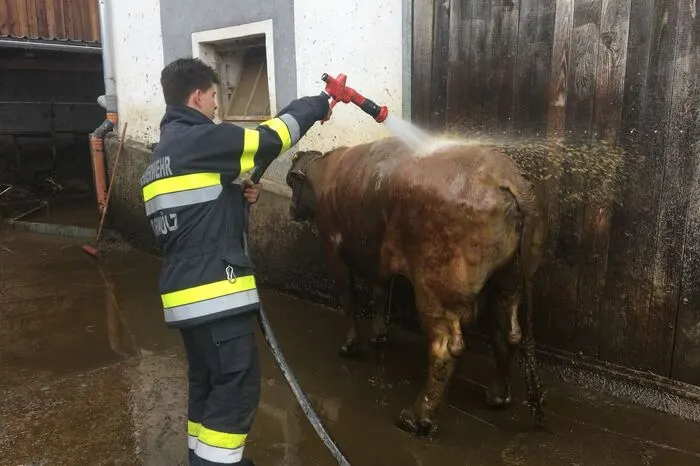 Eine Kuh fiel in eine Jauchengrube.