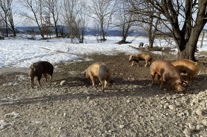 Die "Schweine-Oase" befindet sich am Ortsrand.