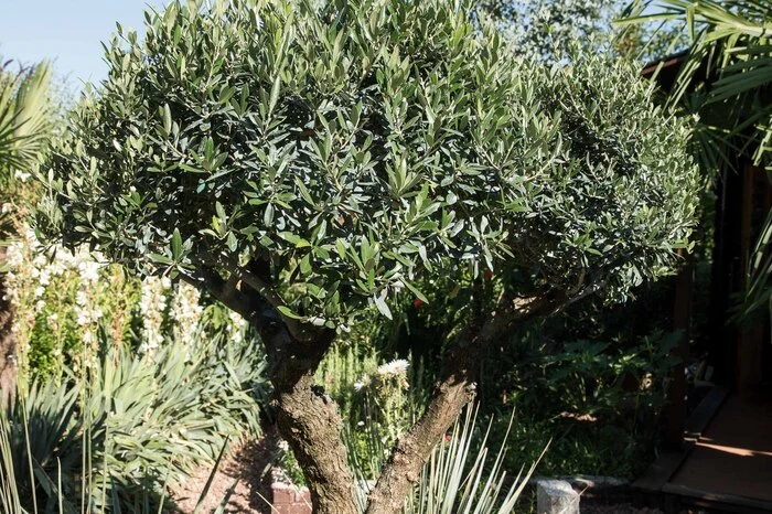 Viele Hobbygärtner erfüllen sich ihren persönlichen Traum vom Süden mit einem Olivenbaum im Kübel. Nicht der passionierte Exotenfreund: Bei Manuel Sluga ist der Olivenbaum, der kurzzeitig bis zu minus zehn Grad verträgt, ausgepflanzt.  