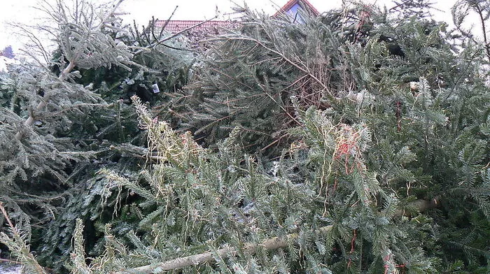 Christbäume werden oft zu Kompost verarbeitet