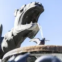 Tauben prägen das Klagenfurter Stadtbild