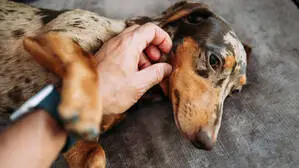 Unsere „besten Freunde“ begleiten uns wohl schon länger als bisher angenommen