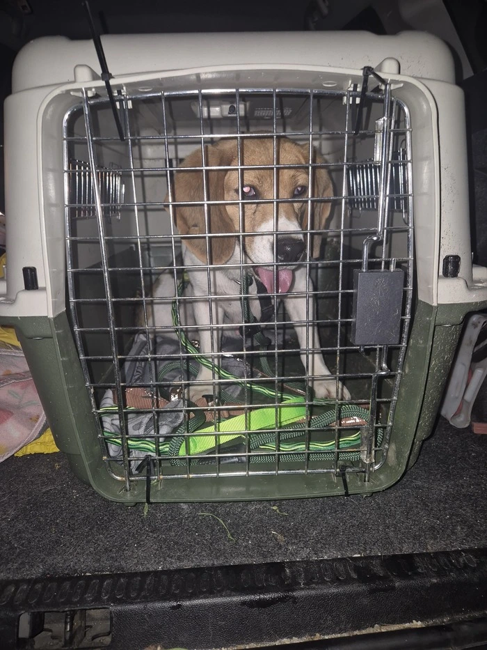 Hündin Daisy im Transporter