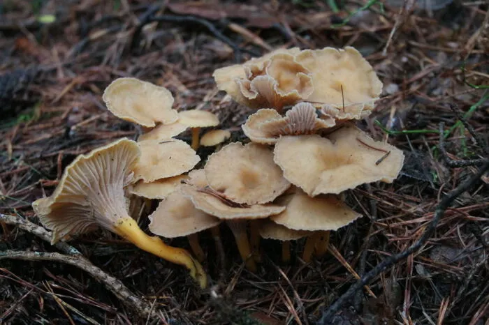 Trompetenpfifferling - Cantharellus tubaeformis Merkmale: Sein Hut ist in der Mitte genabelt bis durchbohrt. Die Leisten sind herablaufend, genabelt und gut ausgebildet. Der Stiel ist schmutzig graugelb bis leuchtend chromgelb und hohl. Vorkommen: In Laub- und Nadelwäldern an feuchten, moosbewachsenen Orten. Zu finden ist er vom Spätsommer bis weit in den Herbst hinein. Verwechslung: Mit anderen Leistlingen, die aber ebenfalls essbar sind.