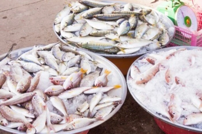 Frischer Fang in Donggang, Taiwan. Donggang, an der Westküste Taiwans an der Formosastraße, beheimatet einen der größten Fischereihäfen Taiwans. Da ist es keine Überraschung, dass sich dort eine florierende Fischindustrie entwickelt hat - mit fangfrischen Produkten, die direkt an die Restaurants verkauft werden. Beim Besuch des Fischmarktes Dong Gang können an unzähligen Ständen frischer Fisch, getrocknete Meeresfrüchte, Gemüse und Sashimi so gut wie (oder sogar besser) als in Japan verkostet werden. Frischer als hier gibt es Fisch nirgendwo! Noch dazu genießen Besucher die leckeren Meeresfrüchte mit Blick über die Flussmündung des gleichnamigen Flusses.