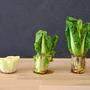 Aus einem Salatstrunk kann wieder eine Pflanze wachsen